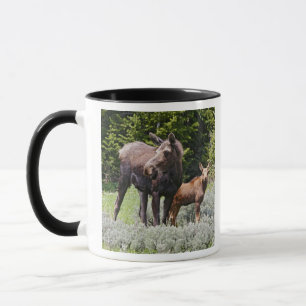 USA, Wyoming, Bighorn Mountains, moose Alces Mug