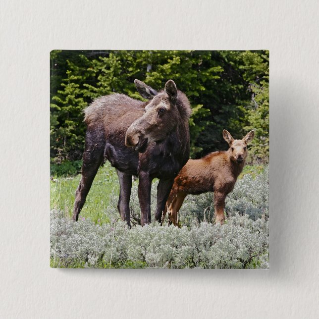USA, Wyoming, Bighorn Mountains, moose Alces Pinback Button (Front)