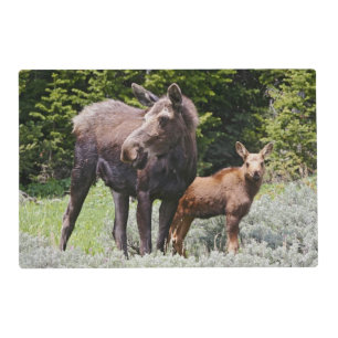 USA, Wyoming, Bighorn Mountains, moose Alces Placemat