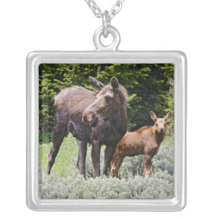 USA, Wyoming, Bighorn Mountains, moose Alces Silver Plated Necklace