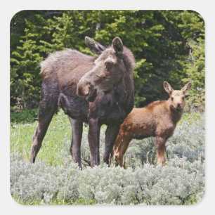USA, Wyoming, Bighorn Mountains, moose Alces Square Sticker