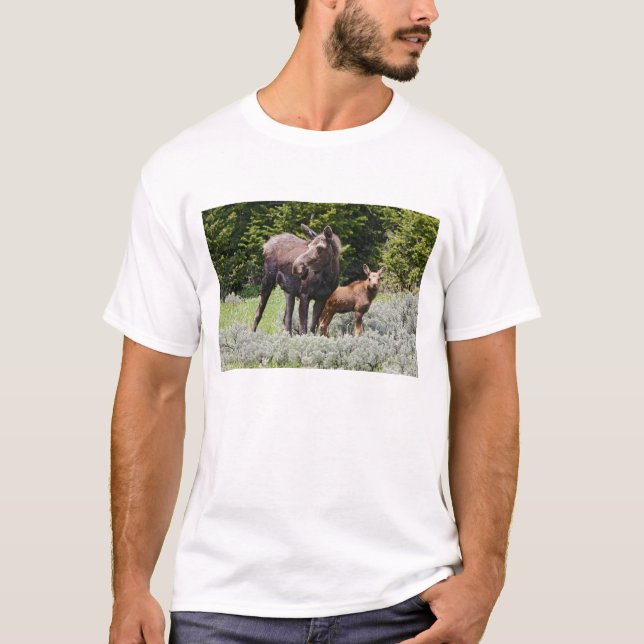 USA, Wyoming, Bighorn Mountains, moose Alces T-Shirt (Front)