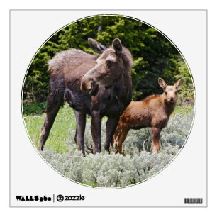 USA, Wyoming, Bighorn Mountains, moose Alces Wall Decal