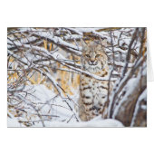 USA, Wyoming, Bobcat (Front Horizontal)