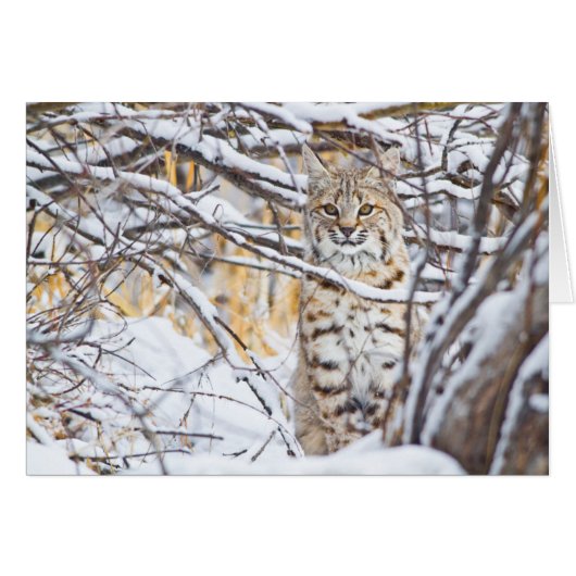 USA, Wyoming, Bobcat Cards (Front Horizontal)