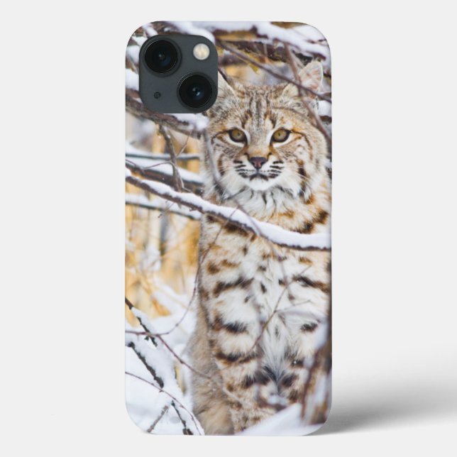 USA, Wyoming, Bobcat Case-Mate iPhone Case (Back)