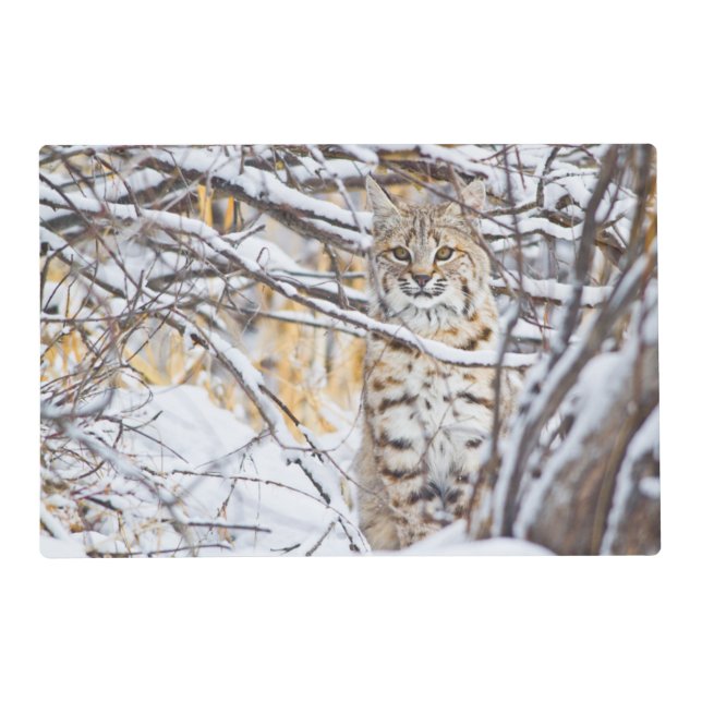 USA, Wyoming, Bobcat Placemat (Front)
