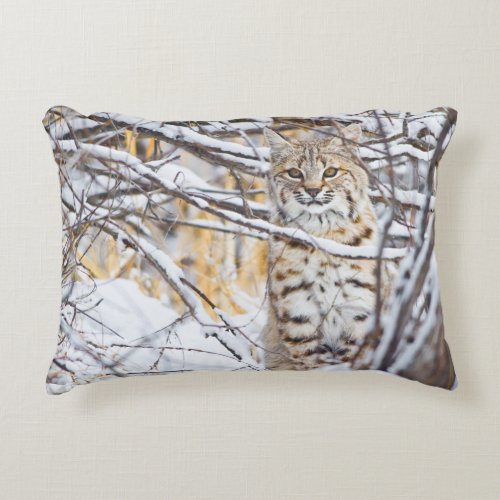 USA Wyoming Bobcat sitting in snow_covered Accent Pillow