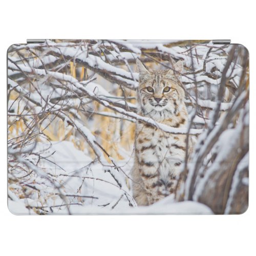 USA Wyoming Bobcat sitting in snow_covered iPad Air Cover