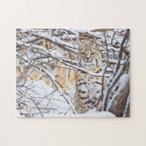 USA Wyoming Bobcat sitting in snow_covered Jigsaw Puzzle