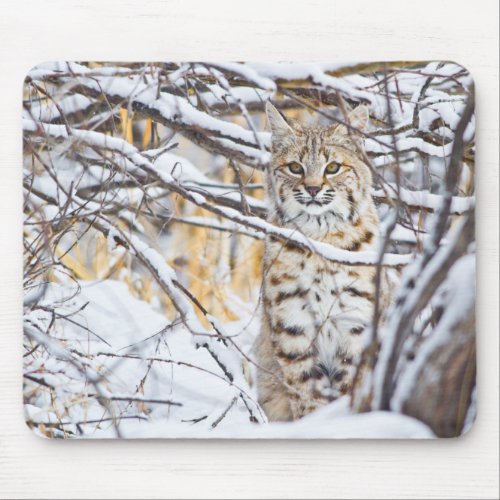 USA Wyoming Bobcat sitting in snow_covered Mouse Pad