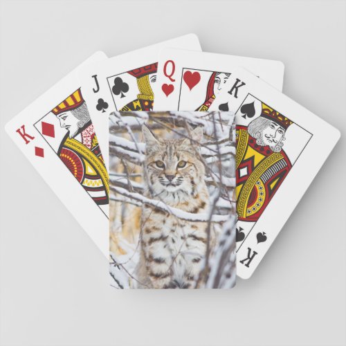 USA Wyoming Bobcat sitting in snow_covered Playing Cards