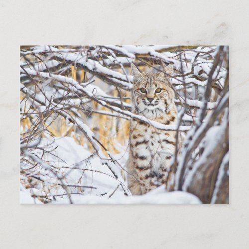 USA Wyoming Bobcat sitting in snow_covered Postcard