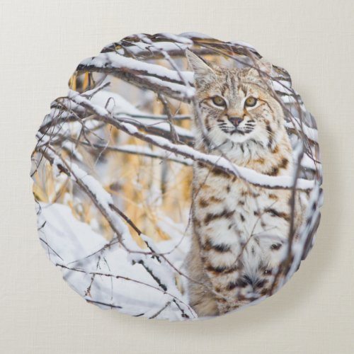USA Wyoming Bobcat sitting in snow_covered Round Pillow