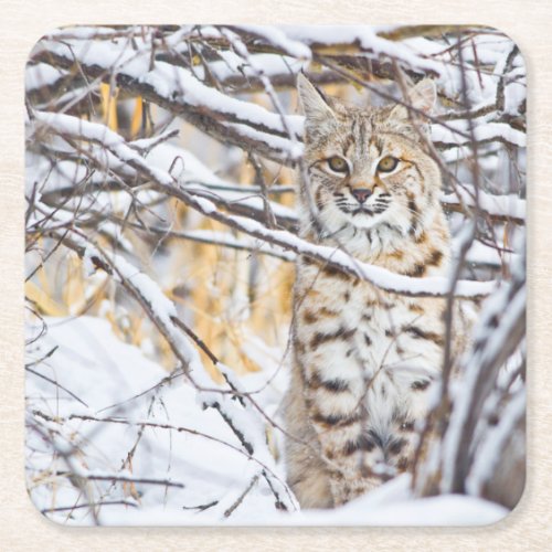 USA Wyoming Bobcat sitting in snow_covered Square Paper Coaster