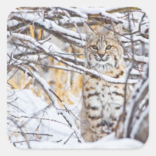 USA Wyoming Bobcat sitting in snow_covered Square Sticker
