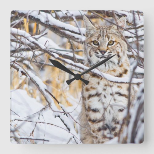 USA Wyoming Bobcat sitting in snow_covered Square Wall Clock