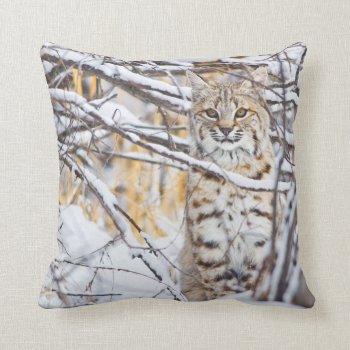 Usa  Wyoming  Bobcat Sitting In Snow-covered Throw Pillow by theworldofanimals at Zazzle