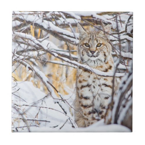USA Wyoming Bobcat sitting in snow_covered Tile