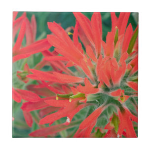 USA, Wyoming, Close-up of Desert Paintbrush Tile