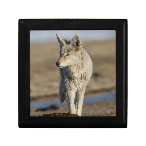 USA Wyoming Coyote walking on beach Gift Box