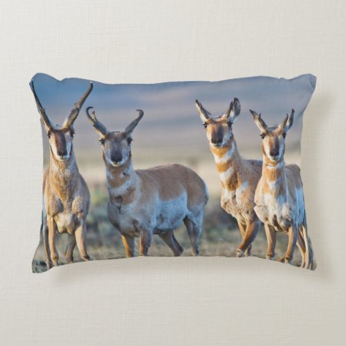 USA Wyoming Four Pronghorn antelope bucks Decorative Pillow