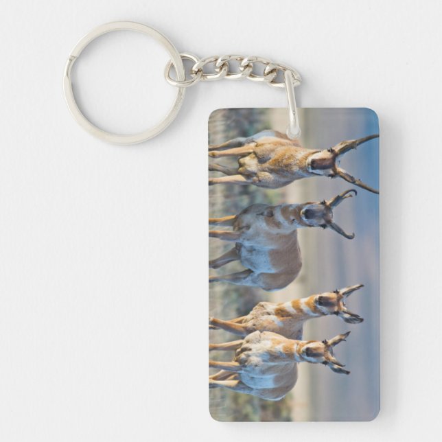 USA, Wyoming, Four Pronghorn antelope bucks Keychain (Front)