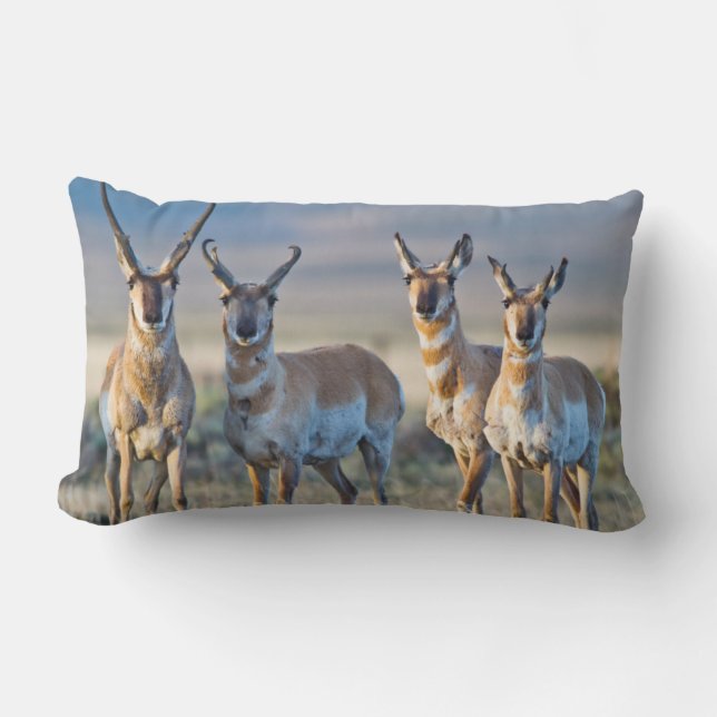 USA, Wyoming, Four Pronghorn antelope bucks Lumbar Pillow (Front)
