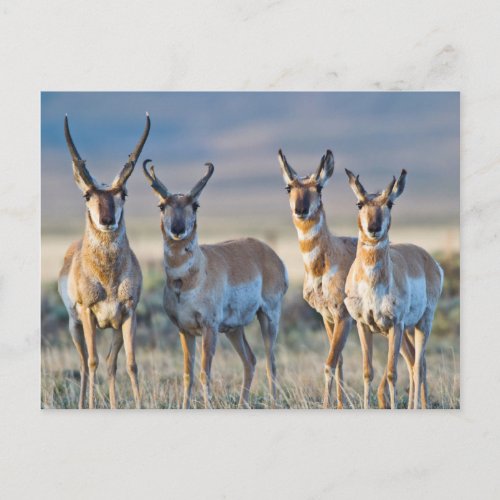 USA Wyoming Four Pronghorn antelope bucks Postcard