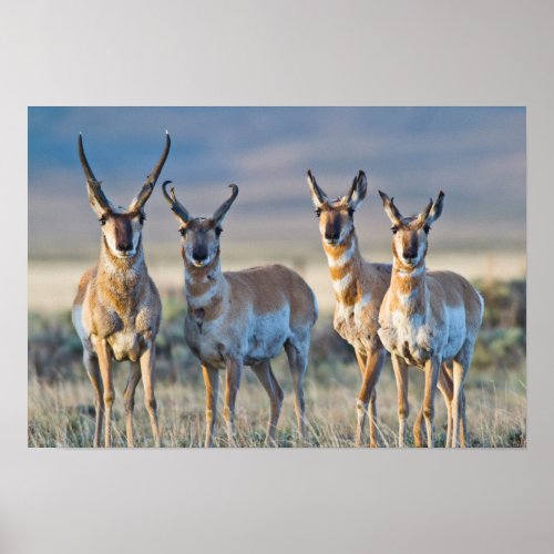 USA Wyoming Four Pronghorn antelope bucks Poster