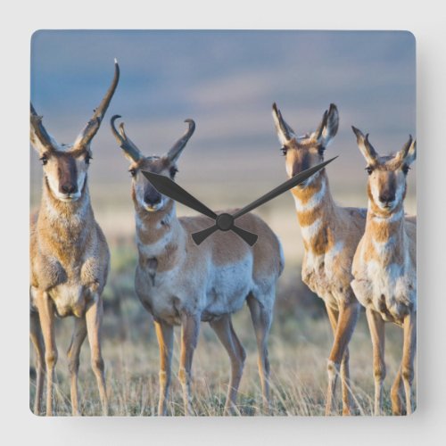 USA Wyoming Four Pronghorn antelope bucks Square Wall Clock
