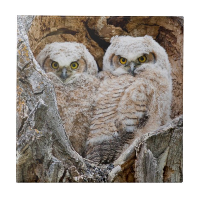 USA, Wyoming, Grand Teton National Park Ceramic Tile (Front)