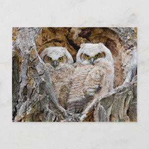 USA, Wyoming, Grand Teton National Park Postcard