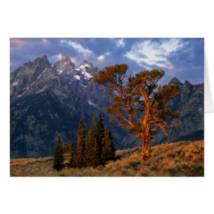 USA, Wyoming, Grand Teton NP. A lone cedar Cards