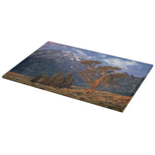 USA, Wyoming, Grand Teton NP. A lone cedar Cutting Board