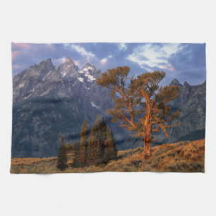 USA, Wyoming, Grand Teton NP. A lone cedar Kitchen Towel