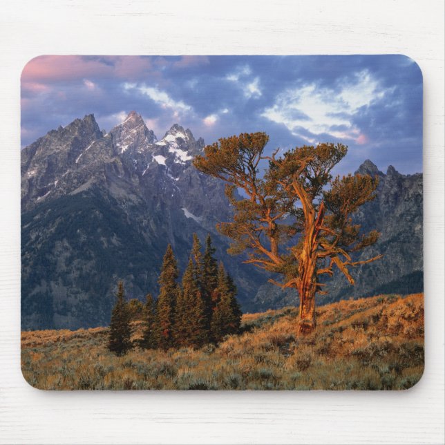 USA, Wyoming, Grand Teton NP. A lone cedar Mouse Pad (Front)