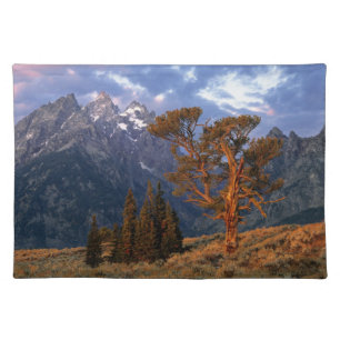 USA, Wyoming, Grand Teton NP. A lone cedar Placemat