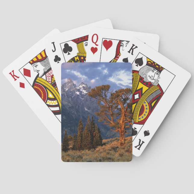 USA, Wyoming, Grand Teton NP. A lone cedar Poker Cards (Back)
