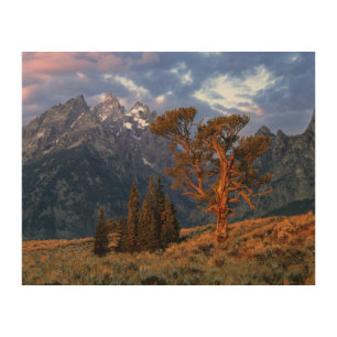 USA, Wyoming, Grand Teton NP. A lone cedar Wood Wall Decor