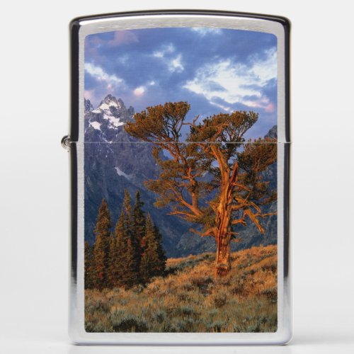 USA Wyoming Grand Teton NP A lone cedar Zippo Lighter