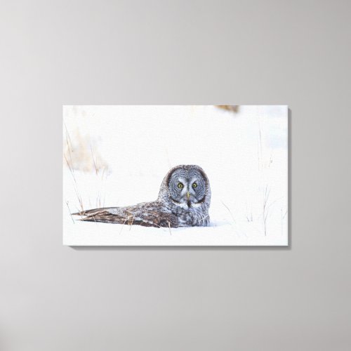 USA Wyoming Great Gray Owl sitting in snow Canvas Print
