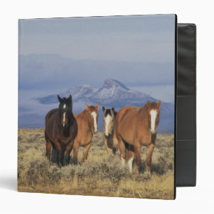 USA, Wyoming, near Cody Group of horses Binder