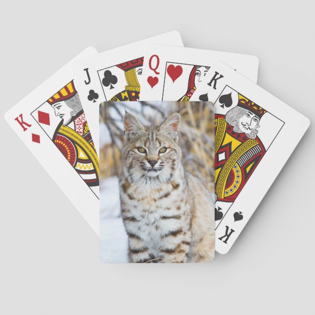 USA, Wyoming, Portrait of Bobcat Poker Cards (Back)