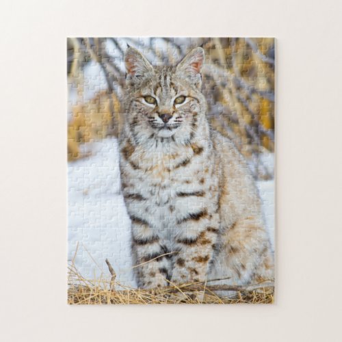USA Wyoming Portrait of Bobcat sitting Jigsaw Puzzle