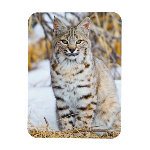 USA Wyoming Portrait of Bobcat sitting Magnet