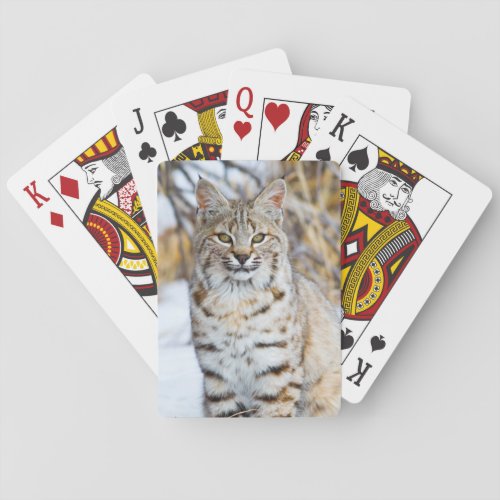 USA Wyoming Portrait of Bobcat sitting Playing Cards