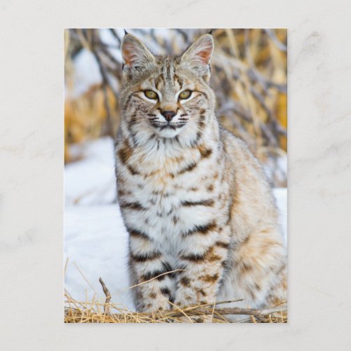 USA Wyoming Portrait of Bobcat sitting Postcard
