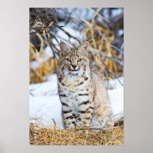 USA Wyoming Portrait of Bobcat sitting Poster