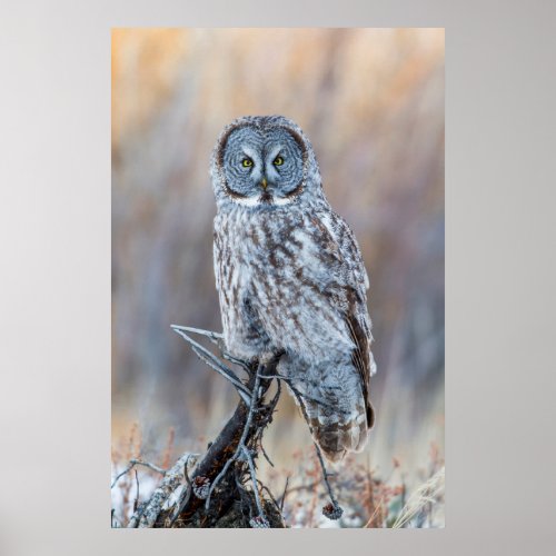 USA Wyoming Portrait of Great Gray Owl Poster